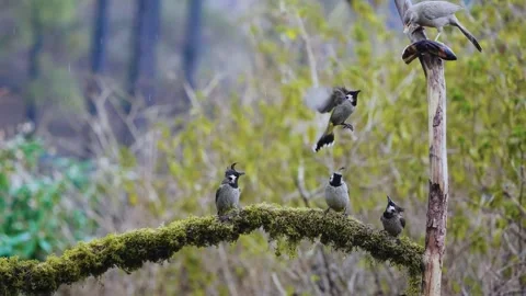 A Group of Red-vented Bulbul (Pycnonotus cafer) Stock Footage 283532479