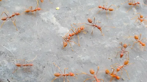 A group of red weaver ants Stock Footage 34386668