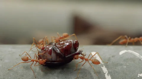 Group of red weaver ants swarming and moving a beetle carcass across a surface Stock Footage 336847665