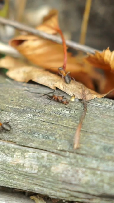 Group of Red Wood Ants Working on Log Near Fallen Leaf Stock Footage 346774369