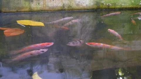 A group of reddish ornamental fish Stock Footage 331591688