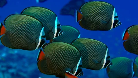 Group of redtail butterflyfish or Pakistani butterflyfish (Chaetodon collar)  Video stock 106332143
