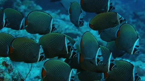Group of redtail butterflyfish or Pakistani butterflyfish (Chaetodon collar)  Stock Footage 106362398