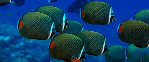 Group of redtail butterflyfish or Pakistani butterflyfish (Chaetodon collar)  Stock Footage 106367619