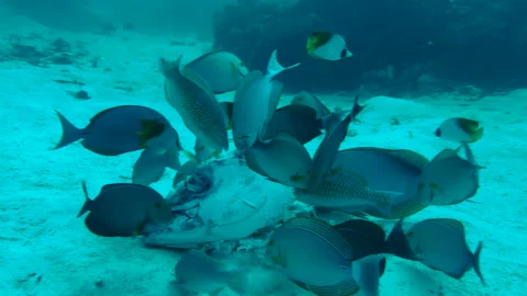 Group of reef fish eagerly feeding on a huge dead tuna head which lies on Stock Footage 270713970