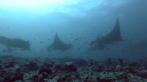 Group of Reef Manta Rays - Mobula alfredi over coral reef, Indian Ocean 스톡 동영상 88509409