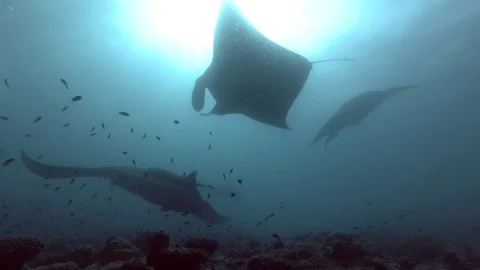 Group of Reef Manta Rays - Mobula alfredi over coral reef, Indian Ocean, Stock Footage 88603488