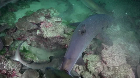 Group of reef sharks continuously swim ocean in spotlight in search of food. Stock Footage 232766919