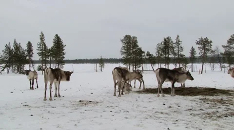 Group of reindeers feed in the corral in winter in Nellim, Finland. 動画素材 61087313