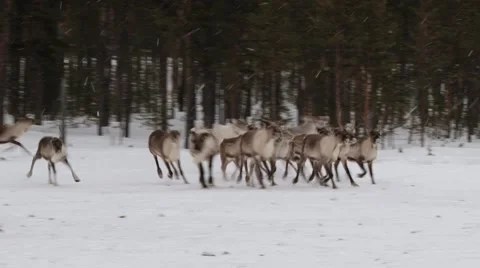 Group of reindeers run inside the corral in winter in Nellim, Finland. Video stock 61087491