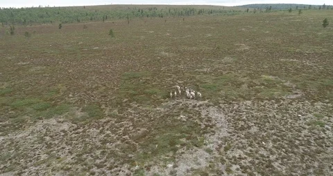 Group of reindeers running in the fields in Lapland. Stock Footage 113289059