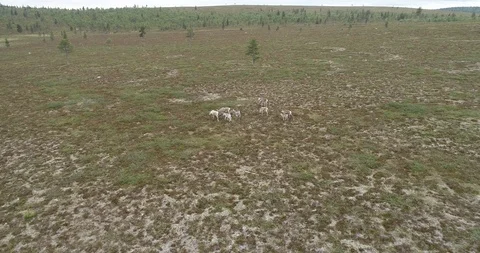 Group of reindeers running in the fields in Lapland. Stock Footage 113289405