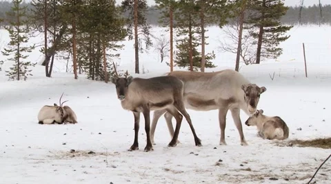 Group of reindeers stand in the corral in winter in Nellim, Finland. Stock Footage 61087299