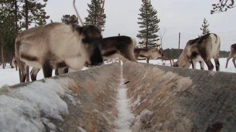 Group of reindeers stand in the corral in winter in Nellim, Finland. Video stock 61087411