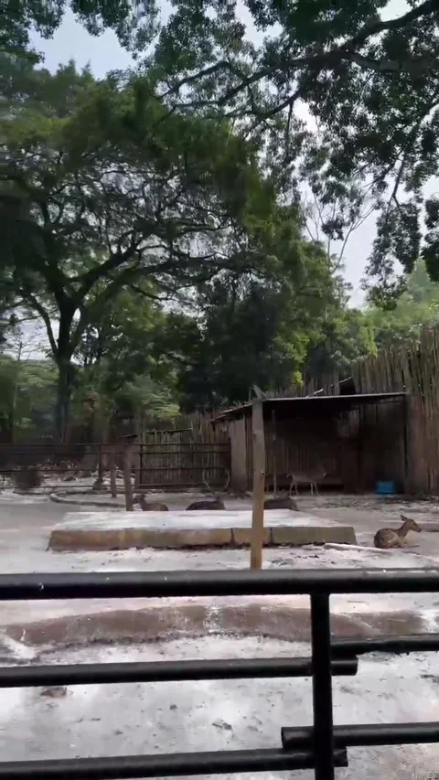 A group of resting deer Stock Footage 286331173