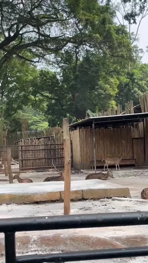 A group of resting deer Stock Footage 286331471