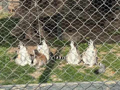 Group of resting lemurs Stock Photos