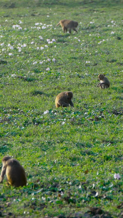 Group Of Rhesus Macaque Monkeys Foraging In Green Meadow India Stock Footage 342073661