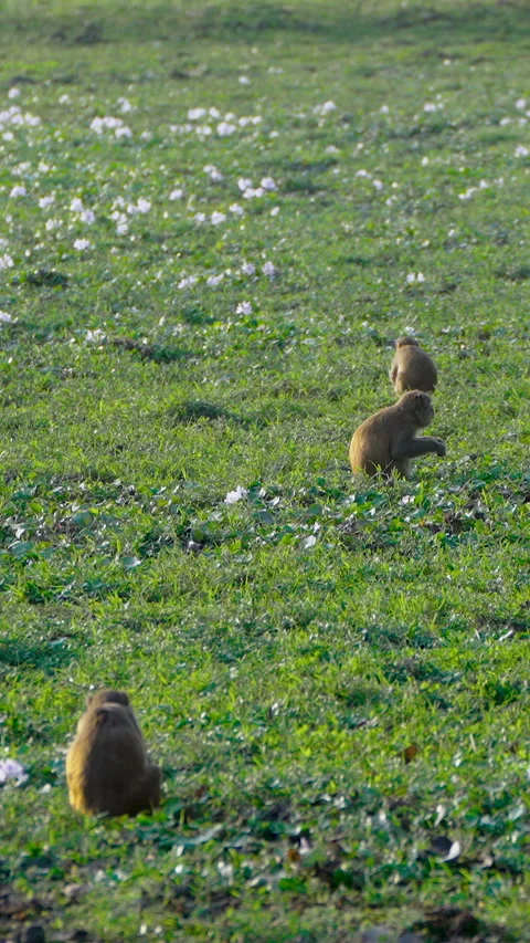 Group Of Rhesus Macaque Monkeys Foraging In Green Meadow In India Stock Footage 342074605