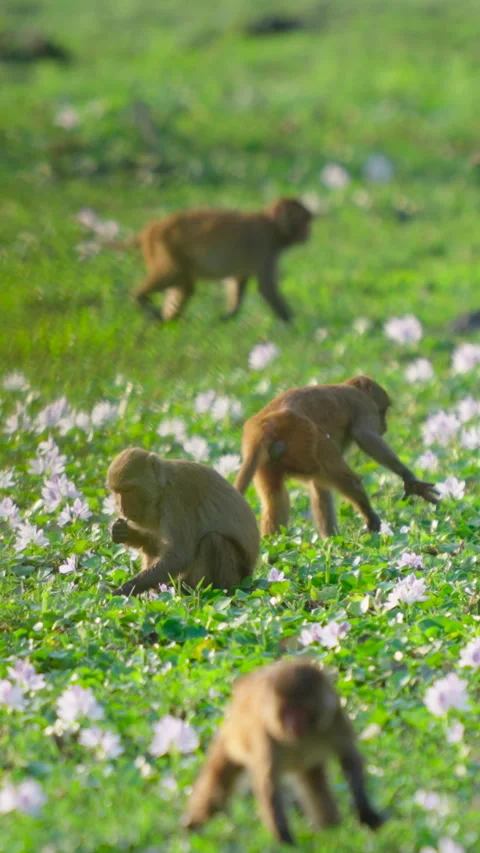 Group Of Rhesus Macaque Monkeys Foraging In Flower Field In India Stock Footage 342121103