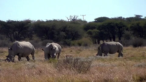 Group of rhinos Stock Footage 96293462