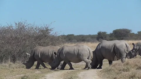 Group of rhinos Stock Footage 96293705