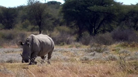 Group of rhinos Stock Footage 96293707