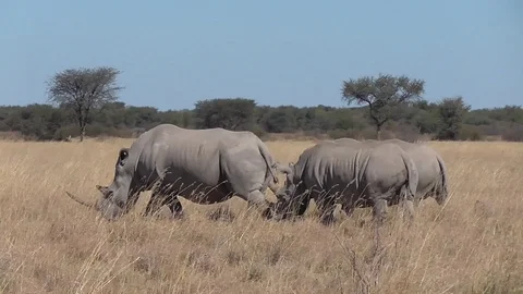 Group of rhinos Stock Footage 96294012