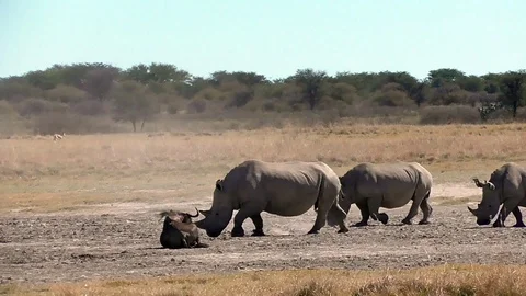 Group of rhinos Stock Footage 96294370