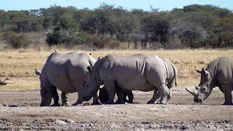 Group of rhinos Stock Footage 96294464