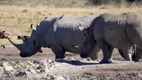 Group of rhinos Stock Footage 96294928