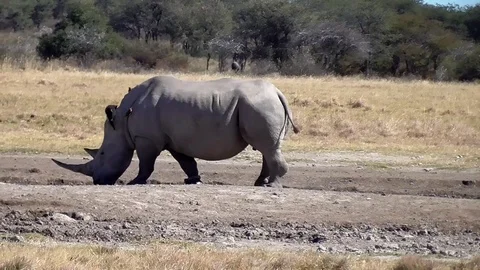 Group of rhinos Stock Footage 96294940