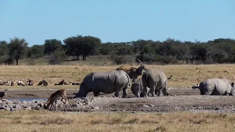 Group of rhinos Stock Footage 96295317