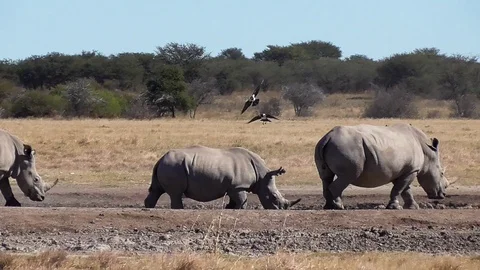 Group of rhinos Stock Footage 96295367