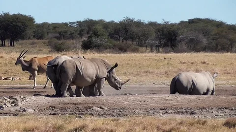 Group of rhinos Stock Footage 96295611