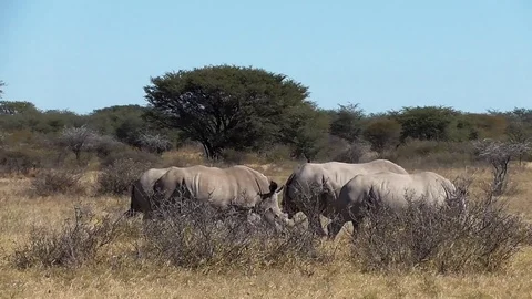 Group of rhinos Stock Footage 96296083