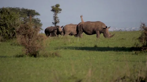 Group of rhinos by a giraffe Stock Footage 79071210