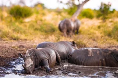 Group of rhinos in the mud Stock Photos