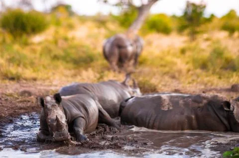 Group of rhinos in the mud Stock Photos