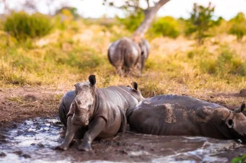 Group of rhinos in the mud Stock Photos