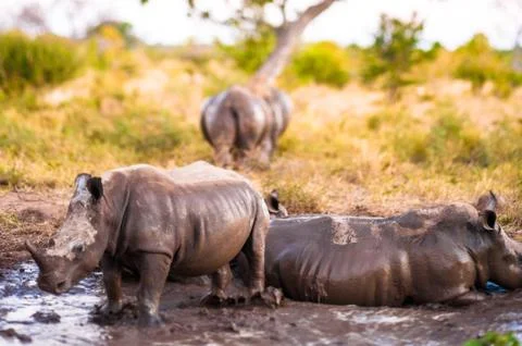 Group of rhinos in the mud Stock Photos