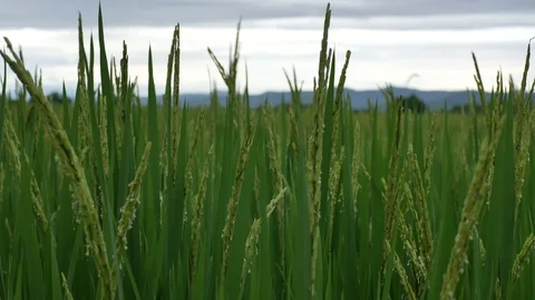 Group of rice shoots shaking with wind Stock Footage 88503340