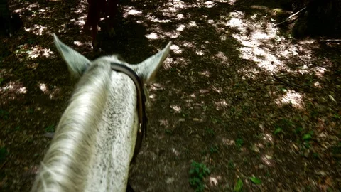 Group Riding a Horse Through the Forest in POV Stockbeeldmateriaal 100358896
