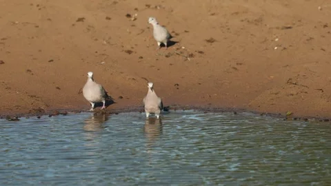 A group of Ring-necked Doves arrives at a waterhole to drink in Mkhuze Game Stock Footage 340488382