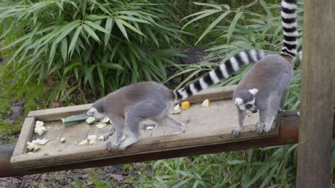 Group of Ring-tailed Lemur following the leader through a wood structure Stock Footage 134774938