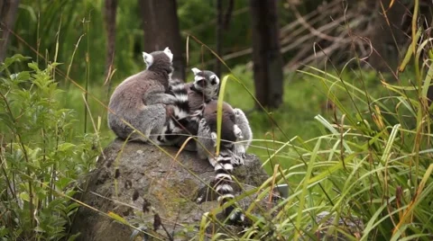 A group of Ring Tailed Lemur Video stock 54219904
