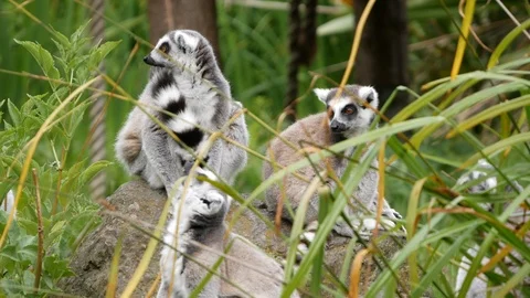 Group of Ring-Tailed Lemur sitting together on a rock Stock Footage 104040315