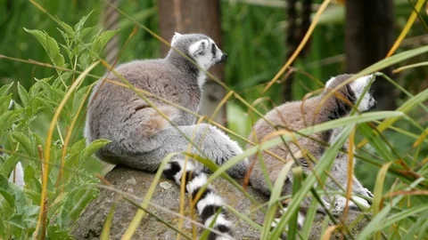 Group of Ring-Tailed Lemur sitting together on a rock, side view. 스톡 동영상 104040944