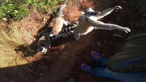Group of ring-tailed lemurs demand food from tourists in Madagascar Video stock 308809735