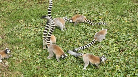 Group Of Ring Tailed Lemurs Eating Plants And Fruits, Madagascar Stock Footage 122312689